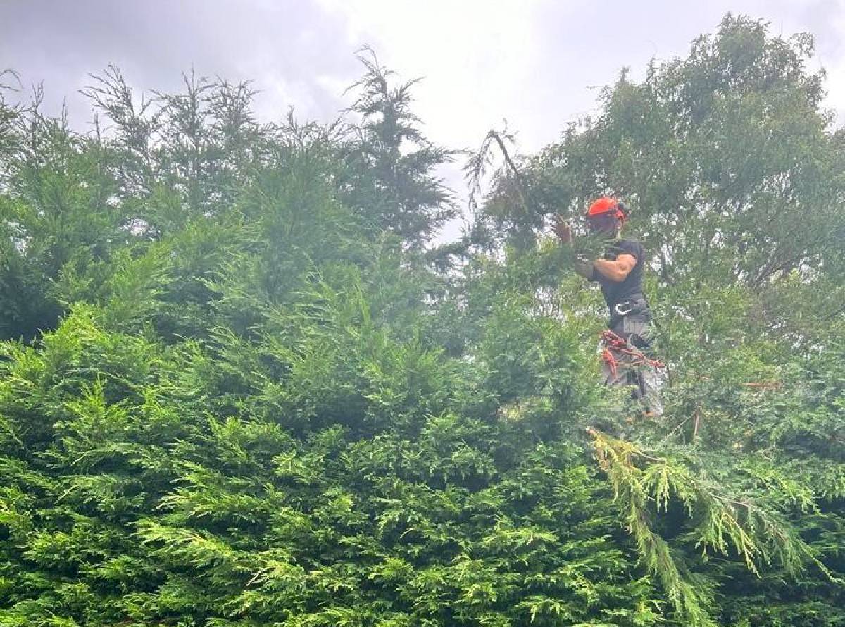 Gardening and landscaping in Plymouth and Devon.